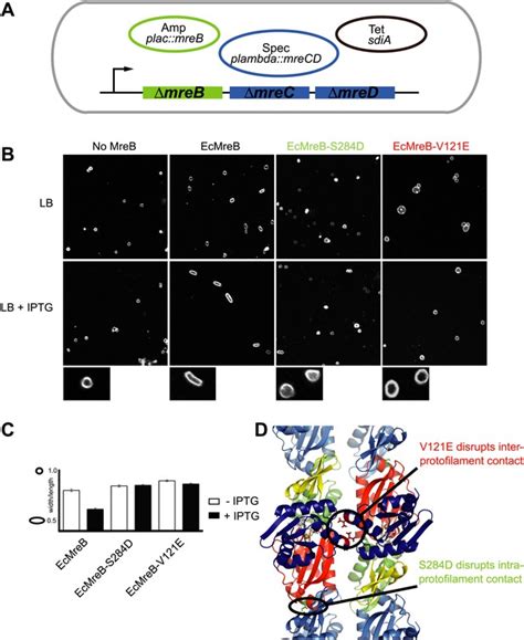 Figures And Data In Bacterial Actin Mreb Forms Antiparallel Double