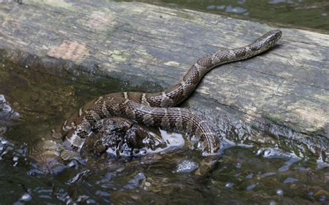 The Obligate Scientist Mid Week Reptilian 17 Northern Water Snake