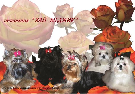 Хай Меджик