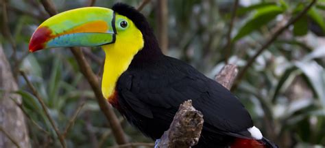 toucan, Parrot, Bird, Tropical, 53 Wallpapers HD / Desktop and Mobile Backgrounds