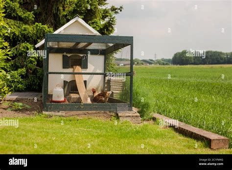 chicken   wooden coop   green farm landscape stock photo alamy