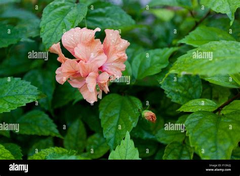 Rain Drops On A Tropical Peach Colored Double Hibiscus Flower With A