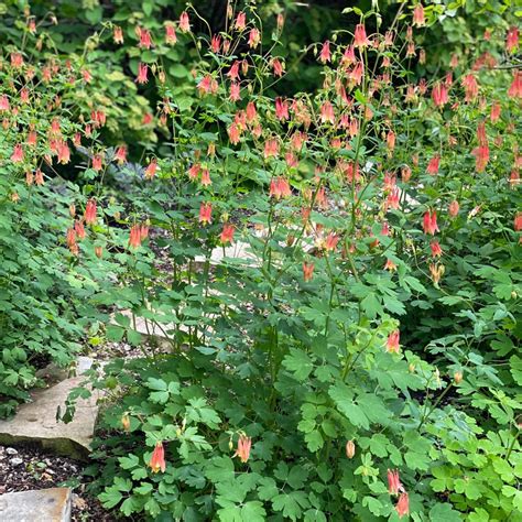 Aquilegia Canadensis Midwest Groundcovers Llc