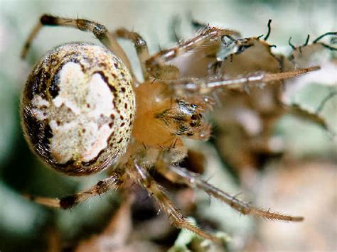 Michigan Spiders Pictures And Identification Tips Green Nature