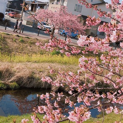 今日は長女と西古瀬川まで河津桜のお花見へ ろみろみさんのモーメント Yamap ヤマップ