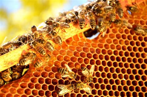 Bees On Honeycomb Frame In The Springtime Stock Image Image Of Blue