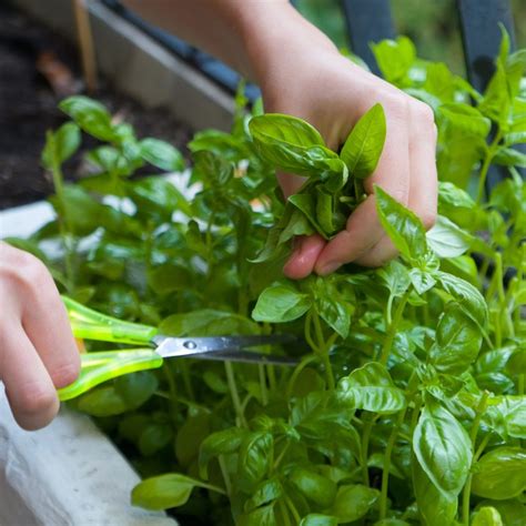 How to Successfully Grow Your Kitchen Herb Garden