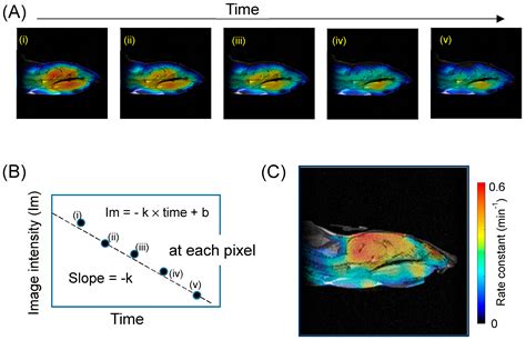 Brain Redox Imaging Using In Vivo Electron Paramagnetic Resonance