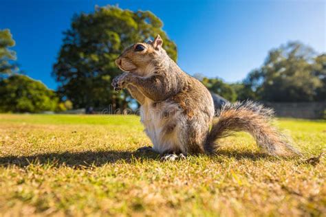 Ardilla Gris Comiendo Una Nuez En Un Pasto En El Parque Londres Imagen