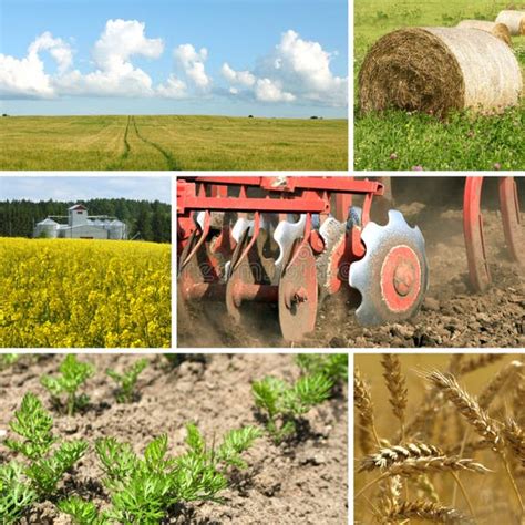 13287 Collage De La Agricultura Fotos De Stock Fotos Libres De