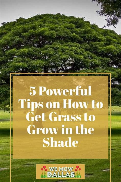 A Tree With The Words 5 Powerful Tips On How To Get Grass To Grow In The Shade