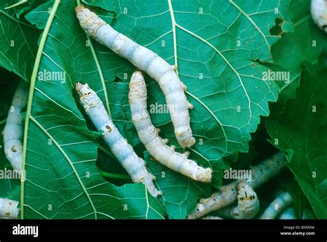 Silkworm Larvae