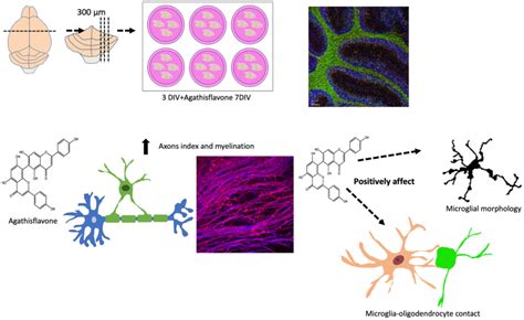 Agathisflavone Modifies Microglial Activation State And Myelination In