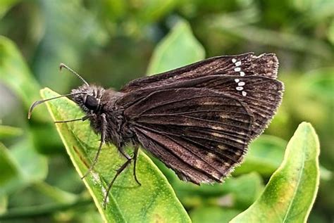 Horace S Duskywing Erynnis Horatius BugGuide Net