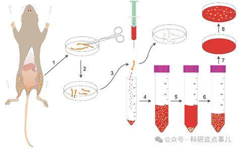 分离原代细胞经验 海南省生物材料与医疗器械工程研究中心