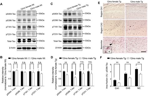 At 12 Months Of Age Female Appps1 Mice Display More Severe Tau