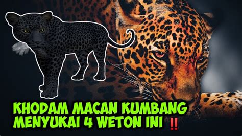 Khodam Macan Kumbang Menyukai Weton Ini Kamu Termasuk Youtube