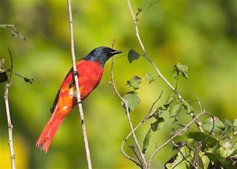 Earth Walks In Corbett National park | Bird Watching In Jim Corbett ...