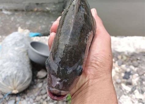 Cara Membuat Pakan Ikan Nila Dari Daun Talas PakanPabrik