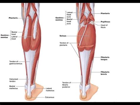 Two Minutes Of Anatomy Calf Muscles Gastrocnemius Soleus And