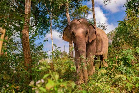 The Oyster guide to volunteering with elephants abroad - Oyster