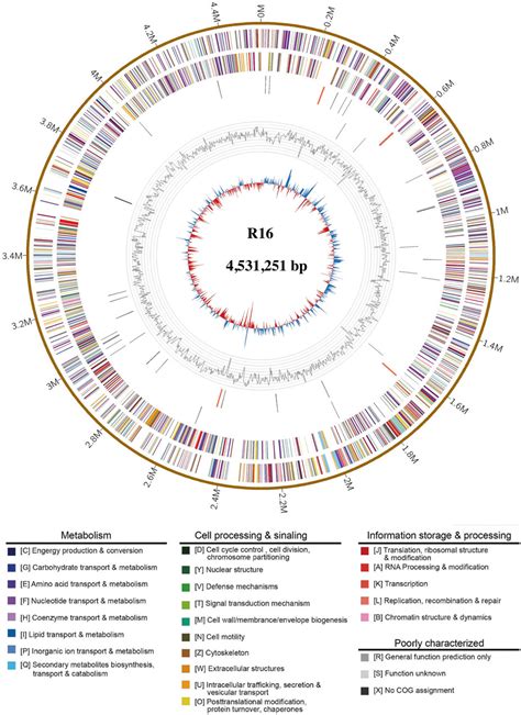 Frontiers Complete Genome Sequence Of A Novel Prescottella Sp R