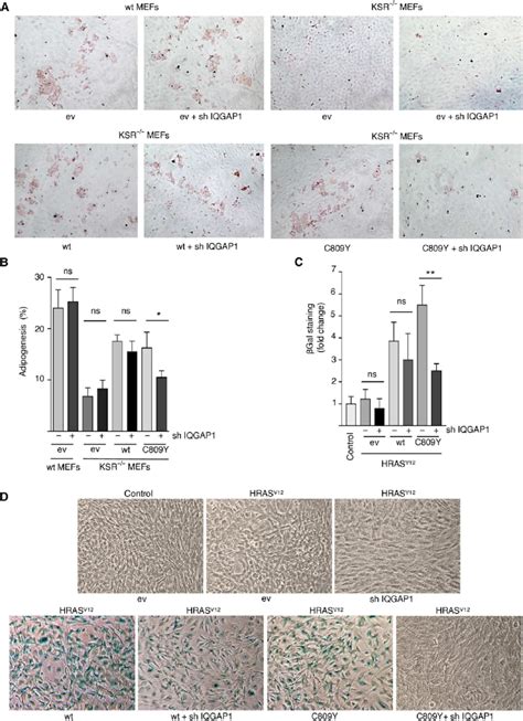 Trans Phosphorylation Role In Ksr Mediated Cellular Processes A The