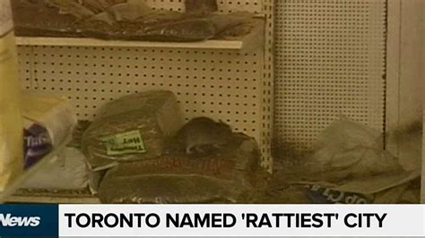 Toronto Ranked ‘rattiest City In Ontario