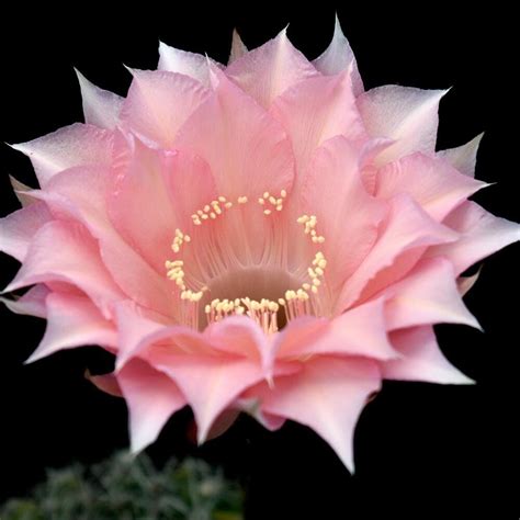 Echinopsis Hybrid Freyja India S 1 Online Garden Store Buy Cactus