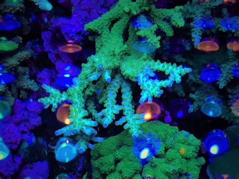 Coral Gallery Under Reef Aquarium LED • Orphek Reef Aquarium LED Lighting