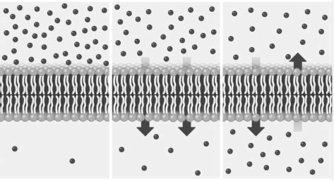 Liposome Membrane Permeability Testing - Lifeasible