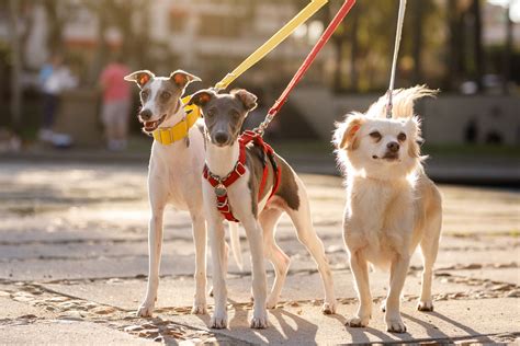 How To Put On A Dog Harness