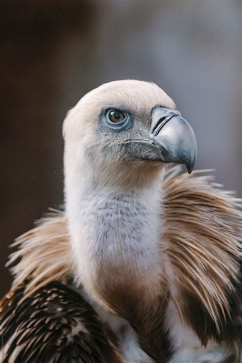 Close Up Of A Griffon Vultures Head By Stocksy Contributor Akela