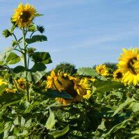 Girasole Comune Mittelgro Blumige Gelbe Helianthus Annuus Biologico