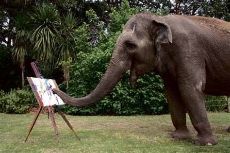 Perth Zoo Four Months After Her Death Beloved Tricia The Elephant