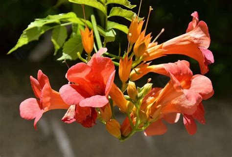 Comment Cultiver La Bignone Ou Jasmin De Virginie Cette Plante