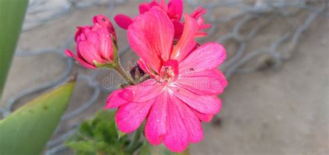 Beautiful Pink Flower In Walvis Baynamibia On The 17 Of February 2021