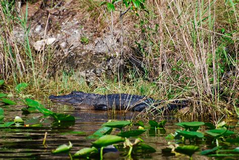 Gallery - Everglades