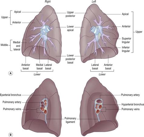 Structure Of The Normal Lungs Basicmedical Key