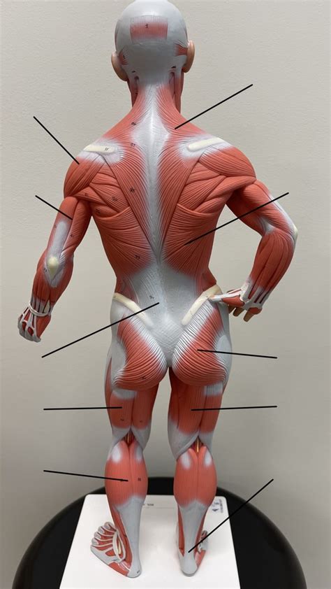 He She Muscle Model Posterior View Diagram Quizlet