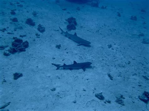 Dawn Dives In Bunaken Let Us Get Up Close And Personal With White Tip