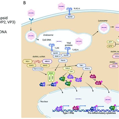 Schematic Representation Of An Adeno Associated Virus Vector Particles Download Scientific