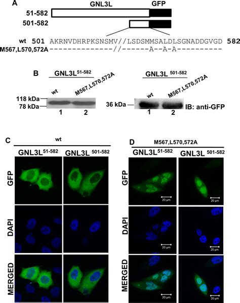 The Hydrophobic Residues Within The C Terminal Domain Of Gnl3l