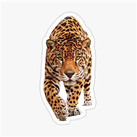 Jaguar Stickers For Sale Nature Stickers Cute Kawaii Drawings Girl