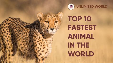 Top 10 Fastest Animals In The World Youtube