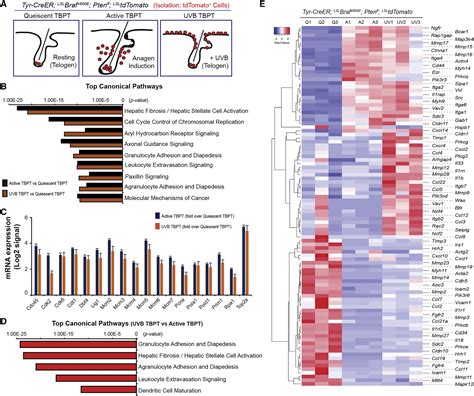 Melanocyte Stem Cell Activation And Translocation Initiate Cutaneous