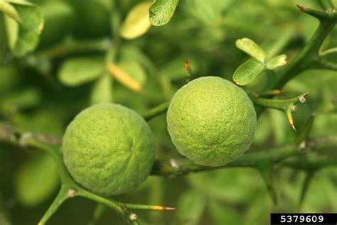 Trifoliate Orange Citrus Trifoliata Sundown Farms