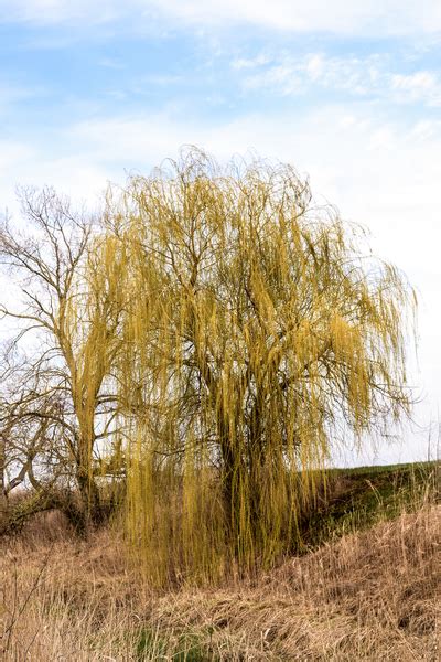 Identifying Willow Trees By Their Leaves - Mechanicsburg Tree Service