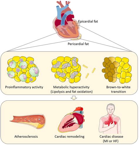 Mechanisms Whereby Epicardial And Potentially Also Pericardial