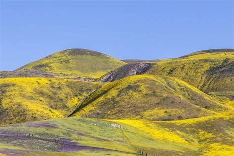 San Luis Obispo - Wildflower Superbloom 2019